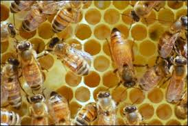Genetic Breed of Queen Bees